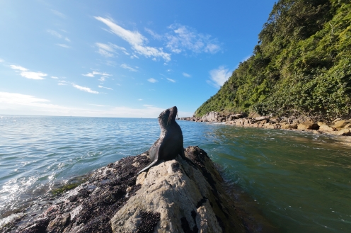 Passeio de Observação de Animais Marinhos